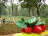  A view of the Strawberry plantation